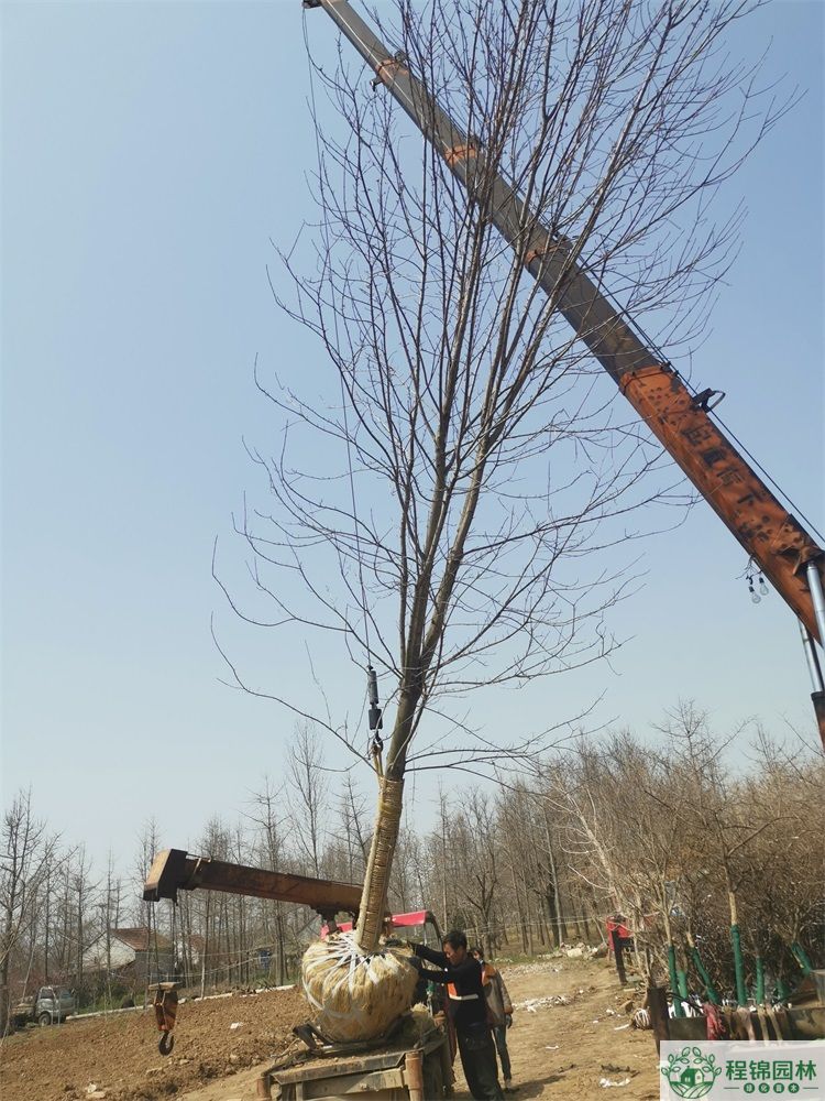 黄瓜视频在线观看下载苹果版
