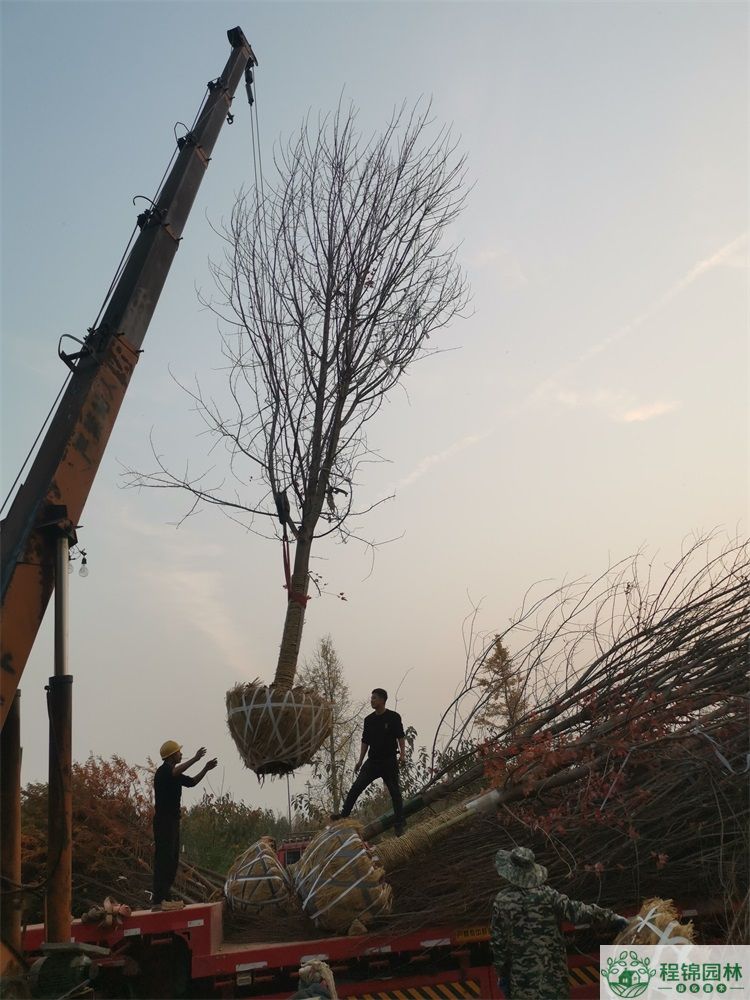 黄瓜视频在线观看下载苹果版